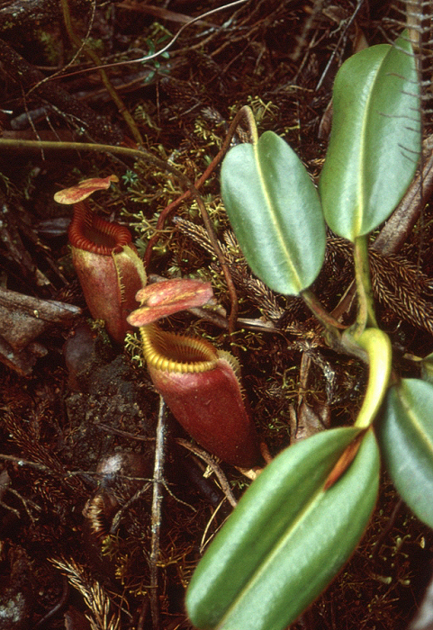 808_Vleesetende plant, Gurung Kinabalu NP.jpg